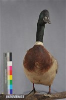 藏品(綠頭鴨)的圖片